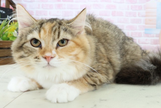 熊本県のサイベリアン (Coo&RIKU熊本店/2025年9月26日生まれ/女の子/トービーホワイト)の子猫の3枚目の画像