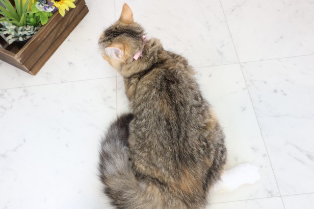 熊本県のサイベリアン (Coo&RIKU熊本店/2025年9月26日生まれ/女の子/トービーホワイト)の子猫の4枚目の画像