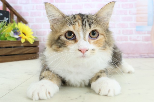 熊本県のノルウェージャンフォレストキャット (Coo&RIKU宇土シティモール店/2025年10月31日生まれ/女の子/ブラウンタビーホワイト)の子猫の1枚目の画像