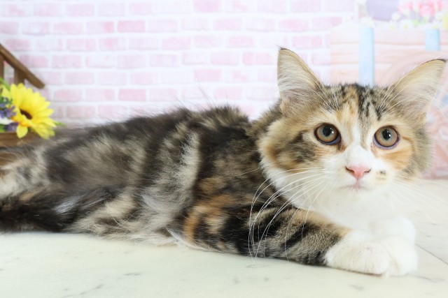 熊本県のノルウェージャンフォレストキャット (Coo&RIKU宇土シティモール店/2025年10月31日生まれ/女の子/ブラウンタビーホワイト)の子猫の2枚目の画像