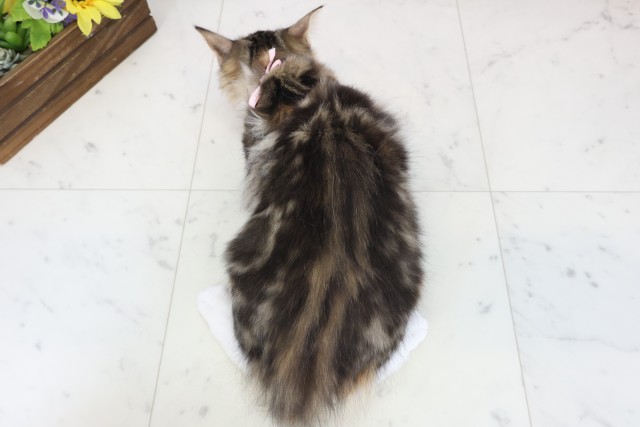 熊本県のノルウェージャンフォレストキャット (Coo&RIKU宇土シティモール店/2025年10月31日生まれ/女の子/ブラウンタビーホワイト)の子猫の4枚目の画像