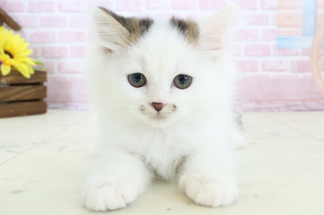 福岡県のラガマフィン (Coo&RIKUフォレストシティ春日店/2025年12月13日生まれ/男の子/ブラウンタビーホワイト)の子猫の1枚目の画像