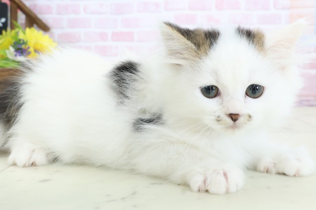 福岡県のラガマフィン (Coo&RIKUフォレストシティ春日店/2025年12月13日生まれ/男の子/ブラウンタビーホワイト)の子猫の2枚目の画像