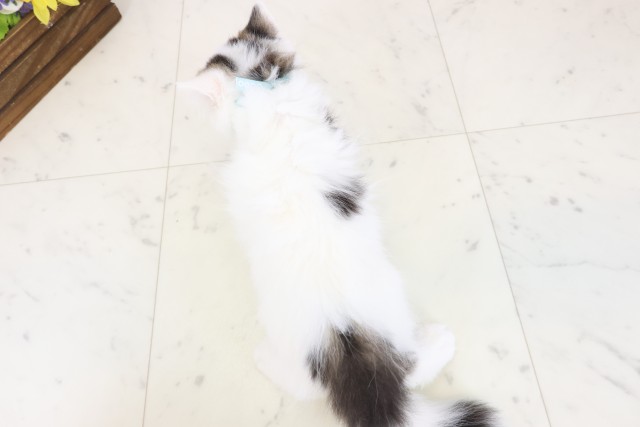 福岡県のラガマフィン (Coo&RIKUフォレストシティ春日店/2025年12月13日生まれ/男の子/ブラウンタビーホワイト)の子猫の4枚目の画像