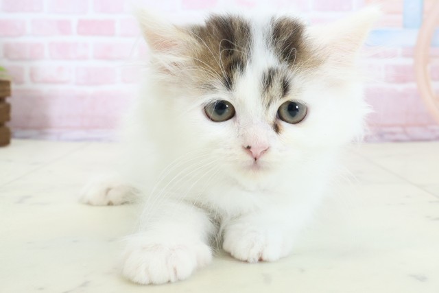 福岡県のラガマフィン (Coo&RIKU福岡西店/2025年12月13日生まれ/男の子/ブラウンタビーホワイトバン)の子猫の1枚目の画像