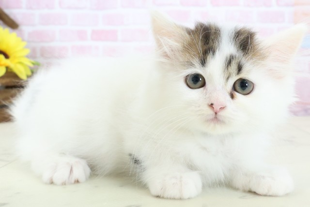 福岡県のラガマフィン (Coo&RIKU福岡西店/2025年12月13日生まれ/男の子/ブラウンタビーホワイトバン)の子猫の2枚目の画像