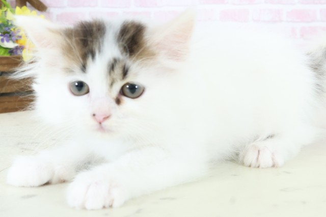 福岡県のラガマフィン (Coo&RIKU福岡西店/2025年12月13日生まれ/男の子/ブラウンタビーホワイトバン)の子猫の3枚目の画像