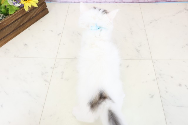 福岡県のラガマフィン (Coo&RIKU福岡西店/2025年12月13日生まれ/男の子/ブラウンタビーホワイトバン)の子猫の4枚目の画像