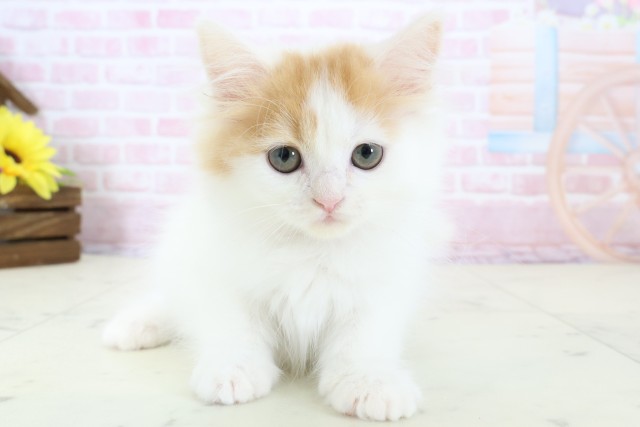 鹿児島県のラガマフィン (Coo&RIKU鹿屋店/2025年12月13日生まれ/女の子/キャリコバン)の子猫の1枚目の画像