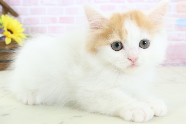 鹿児島県のラガマフィン (Coo&RIKU鹿屋店/2025年12月13日生まれ/女の子/キャリコバン)の子猫の2枚目の画像