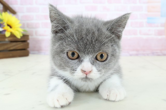 福岡県のブリティッシュショートヘアー (Coo&RIKU黒崎店/2025年11月30日生まれ/女の子/ブルーホワイト)の子猫の1枚目の画像