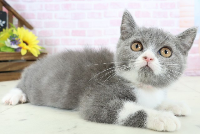 福岡県のブリティッシュショートヘアー (Coo&RIKU黒崎店/2025年11月30日生まれ/女の子/ブルーホワイト)の子猫の2枚目の画像