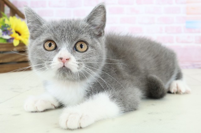 福岡県のブリティッシュショートヘアー (Coo&RIKU黒崎店/2025年11月30日生まれ/女の子/ブルーホワイト)の子猫の3枚目の画像