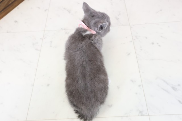 福岡県のブリティッシュショートヘアー (Coo&RIKU黒崎店/2025年11月30日生まれ/女の子/ブルーホワイト)の子猫の4枚目の画像
