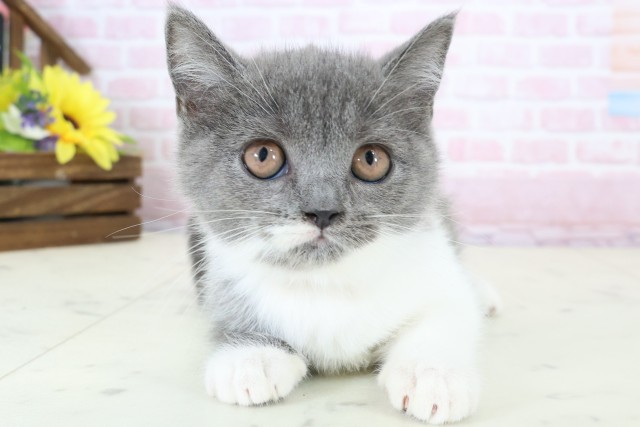 福岡県のブリティッシュショートヘアー (Coo&RIKU福岡東店/2025年11月30日生まれ/女の子/ブルーホワイト)の子猫の1枚目の画像