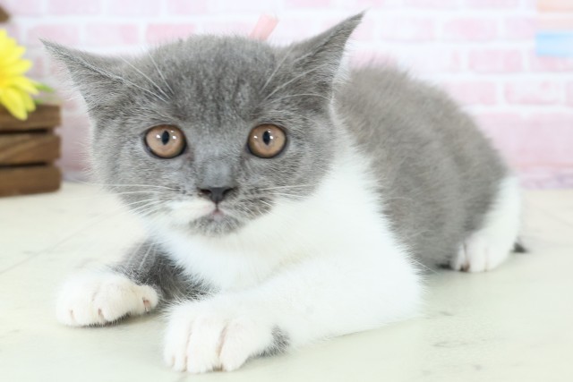 福岡県のブリティッシュショートヘアー (Coo&RIKU福岡東店/2025年11月30日生まれ/女の子/ブルーホワイト)の子猫の3枚目の画像