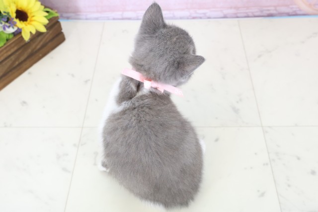 福岡県のブリティッシュショートヘアー (Coo&RIKU福岡東店/2025年11月30日生まれ/女の子/ブルーホワイト)の子猫の4枚目の画像