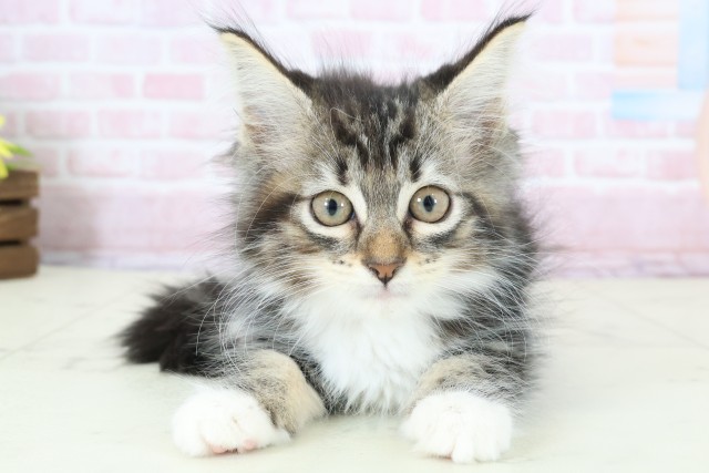 沖縄県のメインクーン (Coo&RIKUイーアス沖縄豊崎店/2025年12月13日生まれ/女の子/ブラウンタビーホワイト)の子猫の1枚目の画像