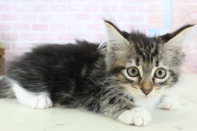 沖縄県のメインクーン (Coo&RIKUイーアス沖縄豊崎店/2025年12月13日生まれ/女の子/ブラウンタビーホワイト)の子猫の2枚目の画像