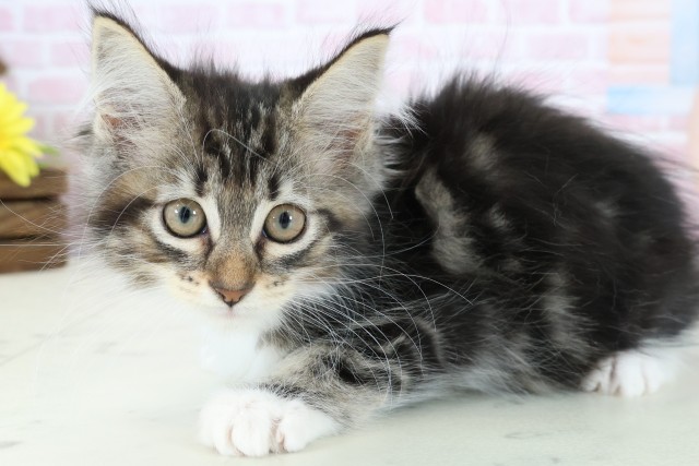 沖縄県のメインクーン (Coo&RIKUイーアス沖縄豊崎店/2025年12月13日生まれ/女の子/ブラウンタビーホワイト)の子猫の3枚目の画像