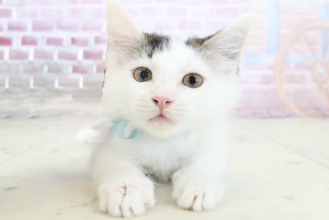 沖縄県のメインクーン (Coo&RIKUイオン北谷店/2025年11月26日生まれ/男の子/ブラウンタビーホワイト)の子猫の1枚目の画像