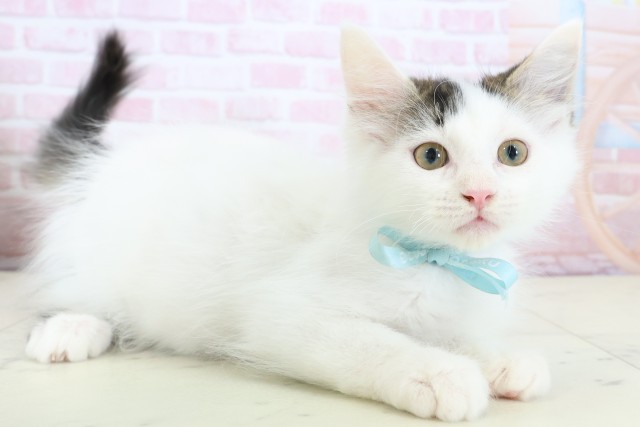 沖縄県のメインクーン (Coo&RIKUイオン北谷店/2025年11月26日生まれ/男の子/ブラウンタビーホワイト)の子猫の2枚目の画像