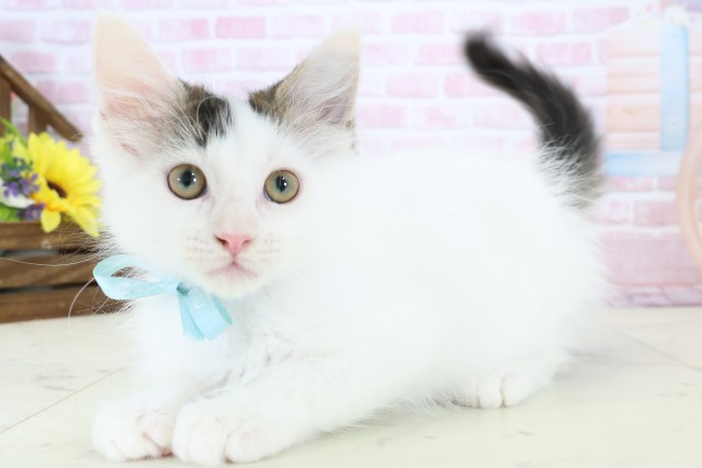 沖縄県のメインクーン (Coo&RIKUイオン北谷店/2025年11月26日生まれ/男の子/ブラウンタビーホワイト)の子猫の3枚目の画像