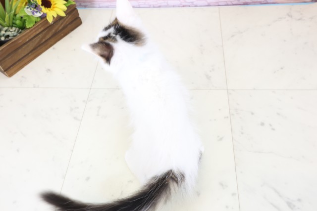 沖縄県のメインクーン (Coo&RIKUイオン北谷店/2025年11月26日生まれ/男の子/ブラウンタビーホワイト)の子猫の4枚目の画像