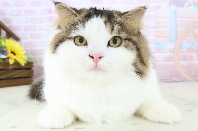 熊本県のスコティッシュフォールド (Coo&RIKUイオンモール宇城店/2025年8月15日生まれ/男の子/ブラウンタビーホワイト)の子猫の1枚目の画像