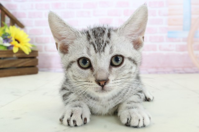 アメリカンショートヘアー
