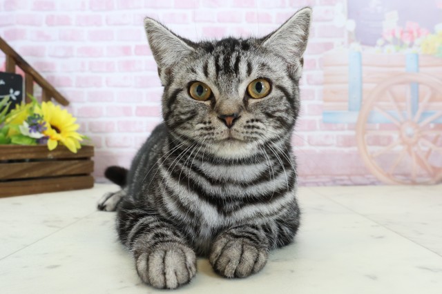 アメリカンショートヘアー