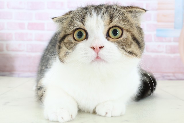 鹿児島県のスコティッシュフォールド (Coo&RIKU鹿屋店/2025年9月11日生まれ/女の子/ブラウンタビーホワイト)の子猫の1枚目の画像