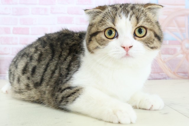 鹿児島県のスコティッシュフォールド (Coo&RIKU鹿屋店/2025年9月11日生まれ/女の子/ブラウンタビーホワイト)の子猫の2枚目の画像