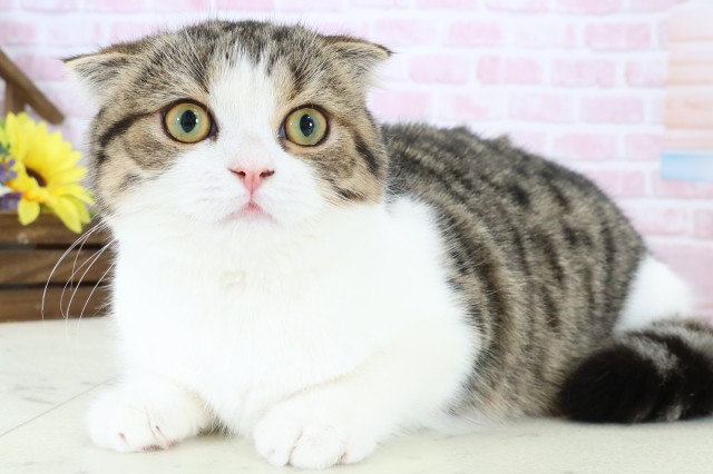 鹿児島県のスコティッシュフォールド (Coo&RIKU鹿屋店/2025年9月11日生まれ/女の子/ブラウンタビーホワイト)の子猫の3枚目の画像