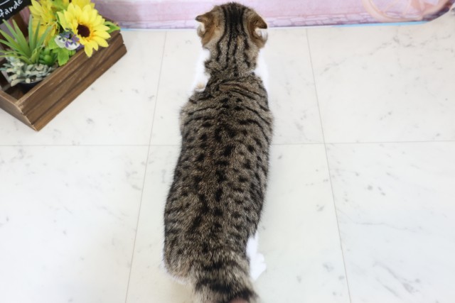 鹿児島県のスコティッシュフォールド (Coo&RIKU鹿屋店/2025年9月11日生まれ/女の子/ブラウンタビーホワイト)の子猫の4枚目の画像