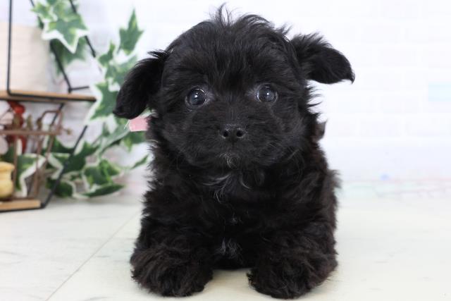 福岡県のチワプー/プーチー(チワワ×プードル) (Coo&RIKUゆめタウン飯塚店/2025年12月29日生まれ/女の子/ブラック)の子犬の1枚目の画像
