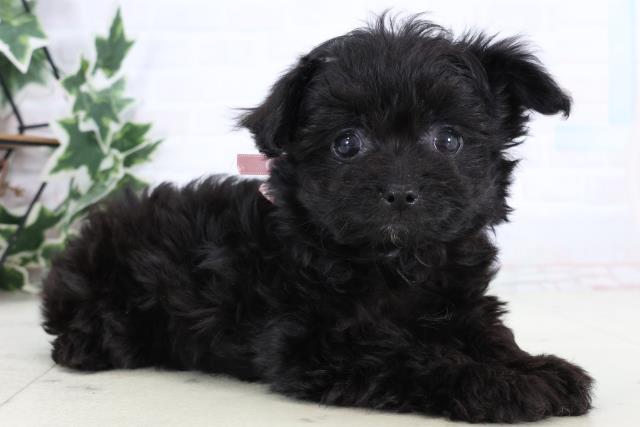 福岡県のチワプー/プーチー(チワワ×プードル) (Coo&RIKUゆめタウン飯塚店/2025年12月29日生まれ/女の子/ブラック)の子犬の2枚目の画像