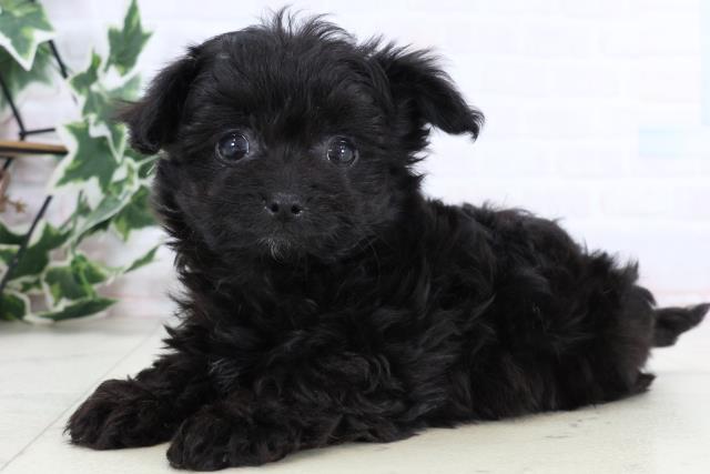 福岡県のチワプー/プーチー(チワワ×プードル) (Coo&RIKUゆめタウン飯塚店/2025年12月29日生まれ/女の子/ブラック)の子犬の3枚目の画像