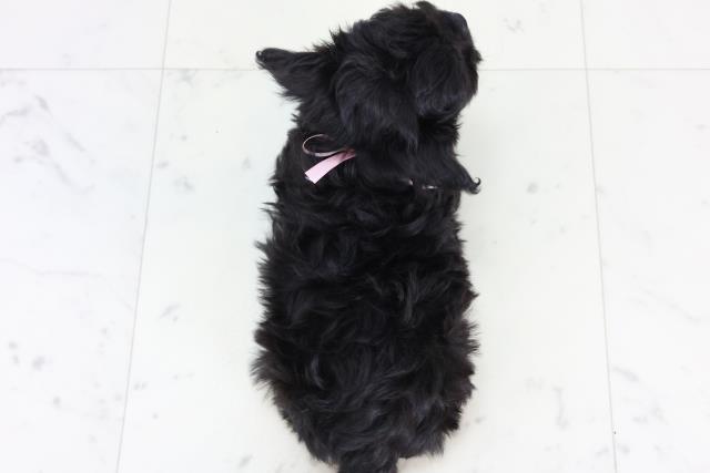 福岡県のチワプー/プーチー(チワワ×プードル) (Coo&RIKUゆめタウン飯塚店/2025年12月29日生まれ/女の子/ブラック)の子犬の4枚目の画像