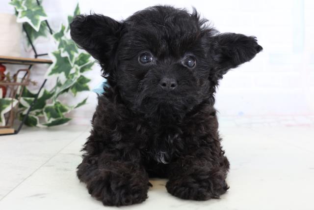 福岡県のチワプー/プーチー(チワワ×プードル) (Coo&RIKU久留米店/2025年12月29日生まれ/男の子/ブラック)の子犬の1枚目の画像