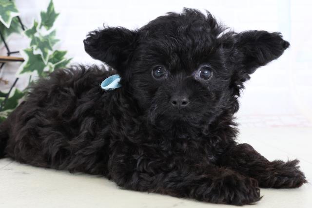 福岡県のチワプー/プーチー(チワワ×プードル) (Coo&RIKU久留米店/2025年12月29日生まれ/男の子/ブラック)の子犬の2枚目の画像