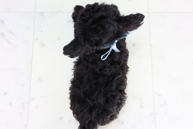 福岡県のチワプー/プーチー(チワワ×プードル) (Coo&RIKU久留米店/2025年12月29日生まれ/男の子/ブラック)の子犬の4枚目の画像