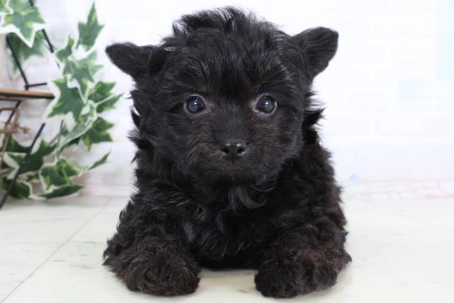 福岡県のチワプー/プーチー(チワワ×プードル) (Coo&RIKU福岡古賀店/2025年12月29日生まれ/男の子/ブラック)の子犬の1枚目の画像