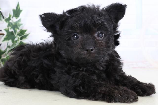 福岡県のチワプー/プーチー(チワワ×プードル) (Coo&RIKU福岡古賀店/2025年12月29日生まれ/男の子/ブラック)の子犬の2枚目の画像