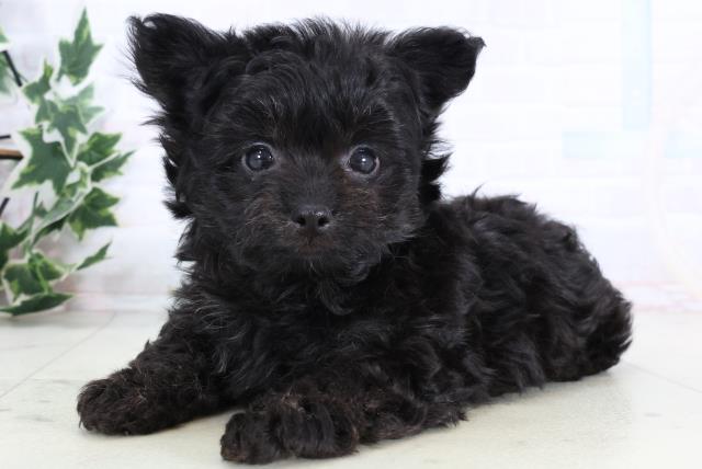 福岡県のチワプー/プーチー(チワワ×プードル) (Coo&RIKU福岡古賀店/2025年12月29日生まれ/男の子/ブラック)の子犬の3枚目の画像