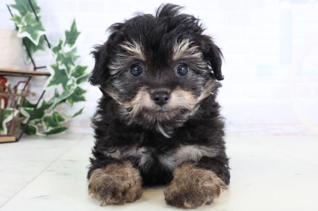 佐賀県のチワプー/プーチー(チワワ×プードル) (Coo&RIKU佐賀神埼店/2025年12月29日生まれ/男の子/ブラックタン)の子犬の1枚目の画像