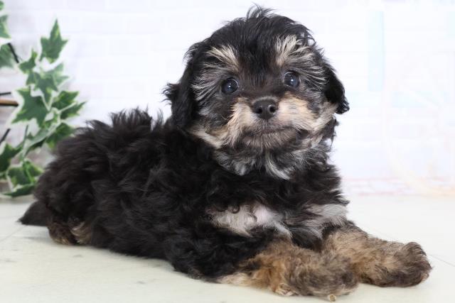 佐賀県のチワプー/プーチー(チワワ×プードル) (Coo&RIKU佐賀神埼店/2025年12月29日生まれ/男の子/ブラックタン)の子犬の2枚目の画像