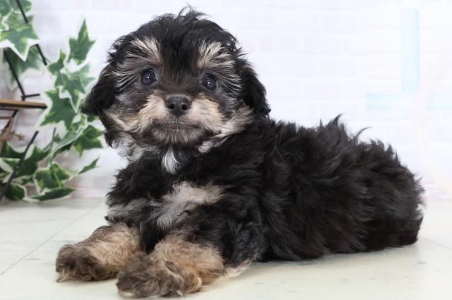 佐賀県のチワプー/プーチー(チワワ×プードル) (Coo&RIKU佐賀神埼店/2025年12月29日生まれ/男の子/ブラックタン)の子犬の3枚目の画像