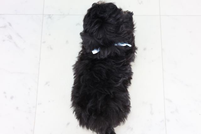 佐賀県のチワプー/プーチー(チワワ×プードル) (Coo&RIKU佐賀神埼店/2025年12月29日生まれ/男の子/ブラックタン)の子犬の4枚目の画像