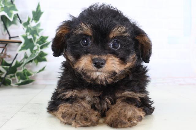 福岡県のチワプー/プーチー(チワワ×プードル) (Coo&RIKUゆめタウン飯塚店/2025年12月29日生まれ/男の子/ブラックタン)の子犬の1枚目の画像